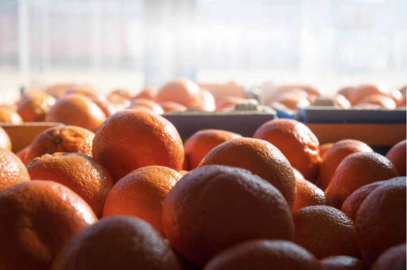 oranges in transit 